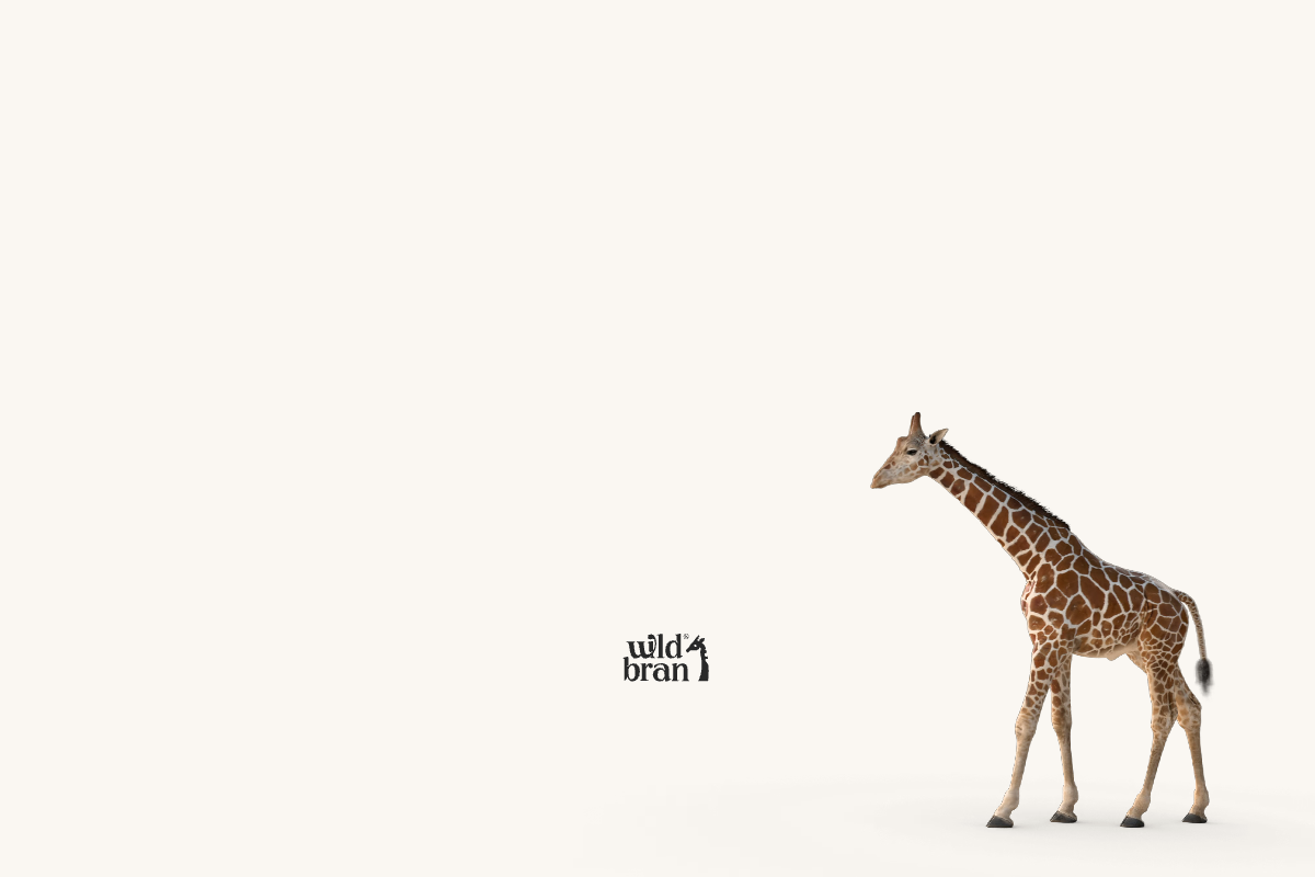 Wildbran 데스크톱 화면
